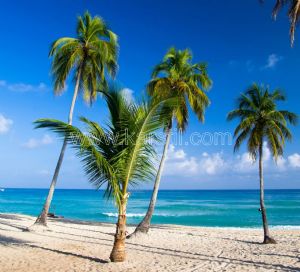 Deniz-Palmiye Ağaçları